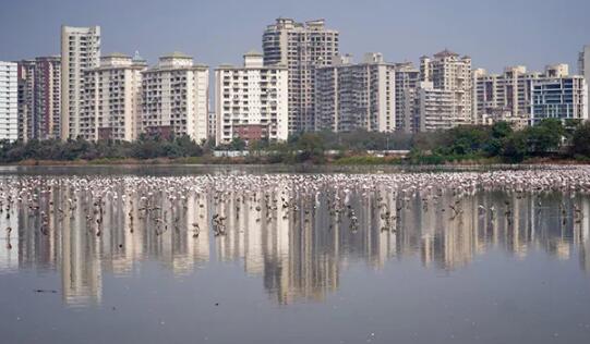 房地产顾问表示印度顶级城市房屋销售出现大幅下降