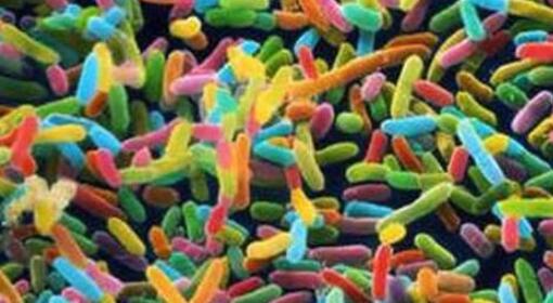 粪便微生物移植比抗生素更有效且成本更低