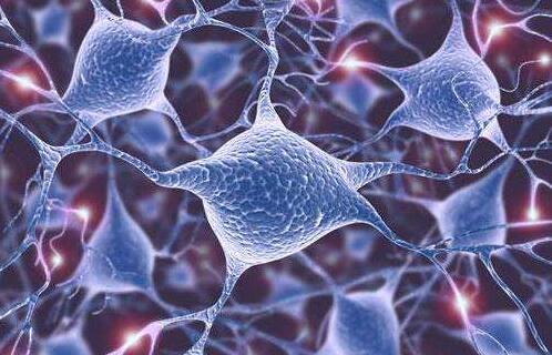 可塑性可能使神经元易患阿尔茨海默氏病