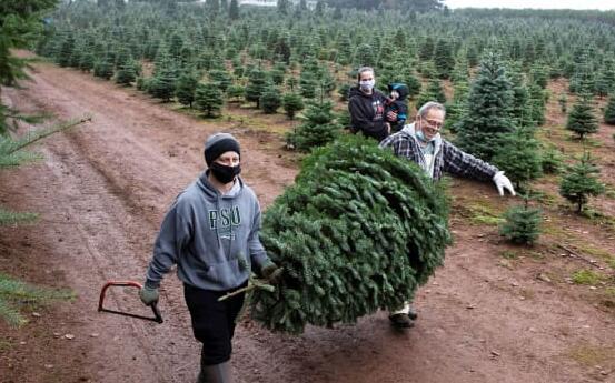 圣诞树的销售正在讲述一个冬青欢乐的经济故事