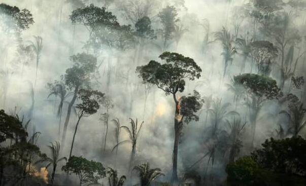 研究发现亚马逊雨林现在释放的碳超过其吸收能力