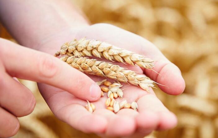 早期田间估计显示罗马尼亚小麦产量高于预期