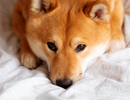 Shiba Inu今天与这3种加密货币一起暴跌