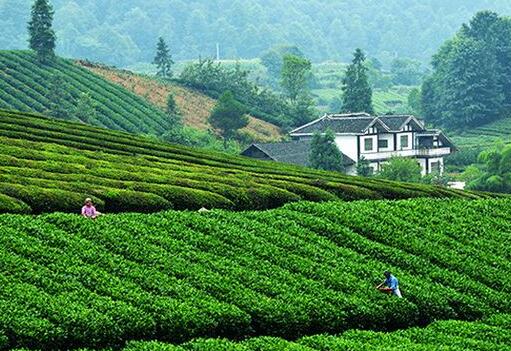 CVC Capital收购联合利华价值50亿美元的茶叶资产