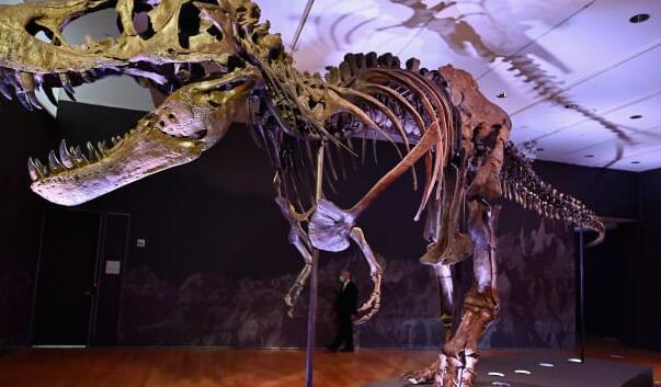 霸王龙化石以3200万美元的价格出售成为有史以来拍卖价格最高的恐龙